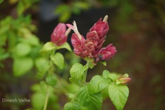 Justicia brandegeeana
